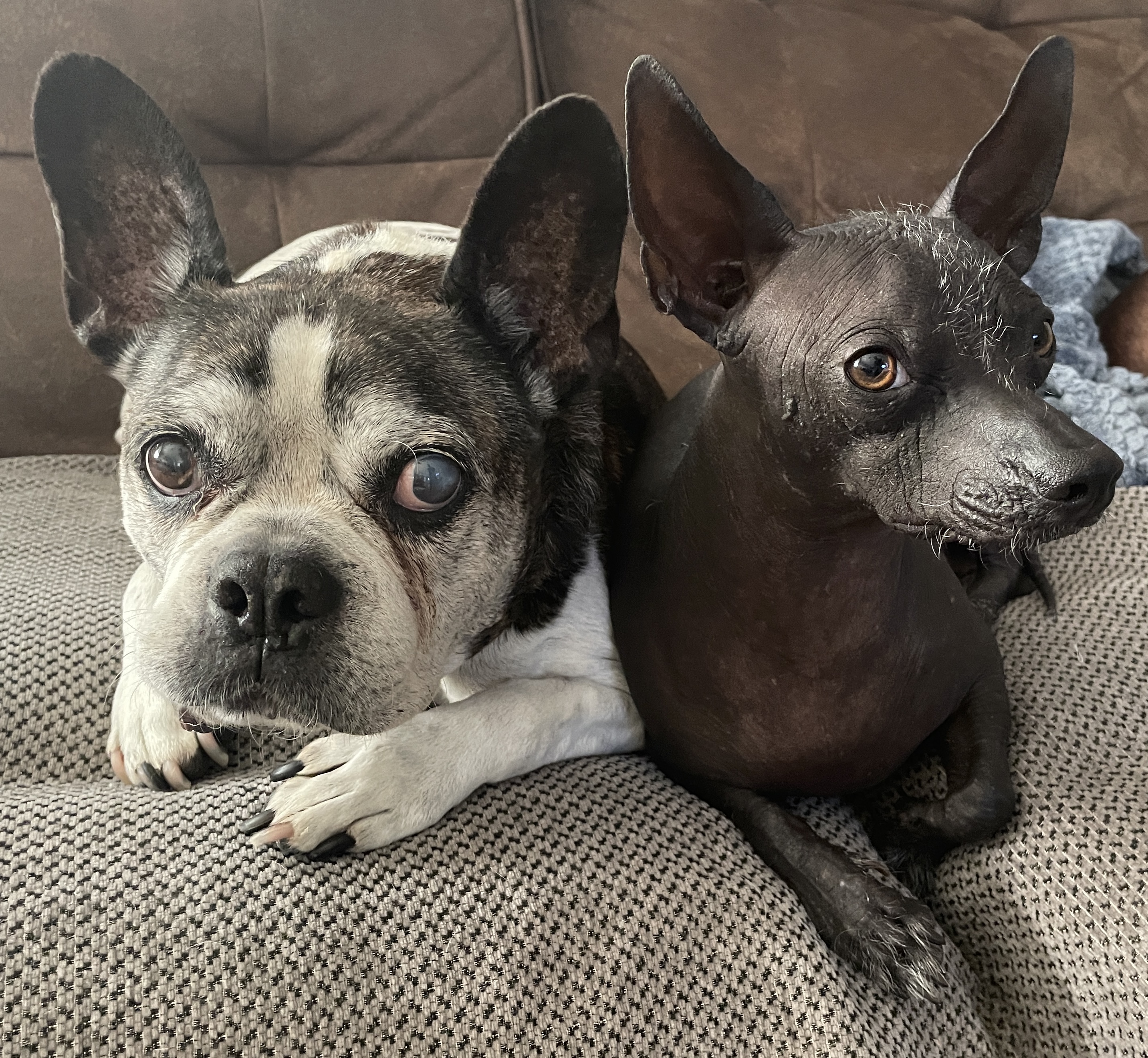 Pet Photography 10