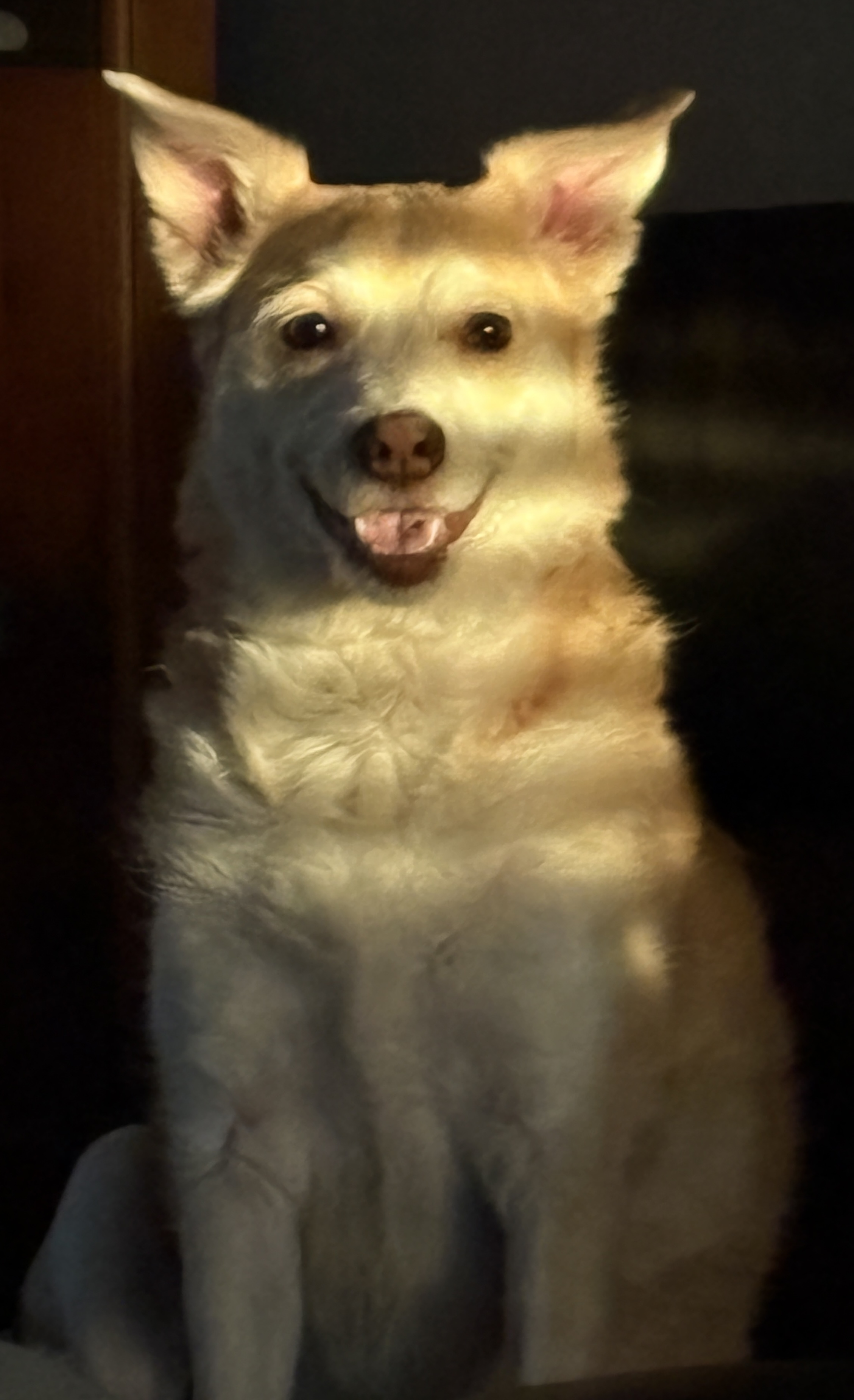 Pet Photography 2