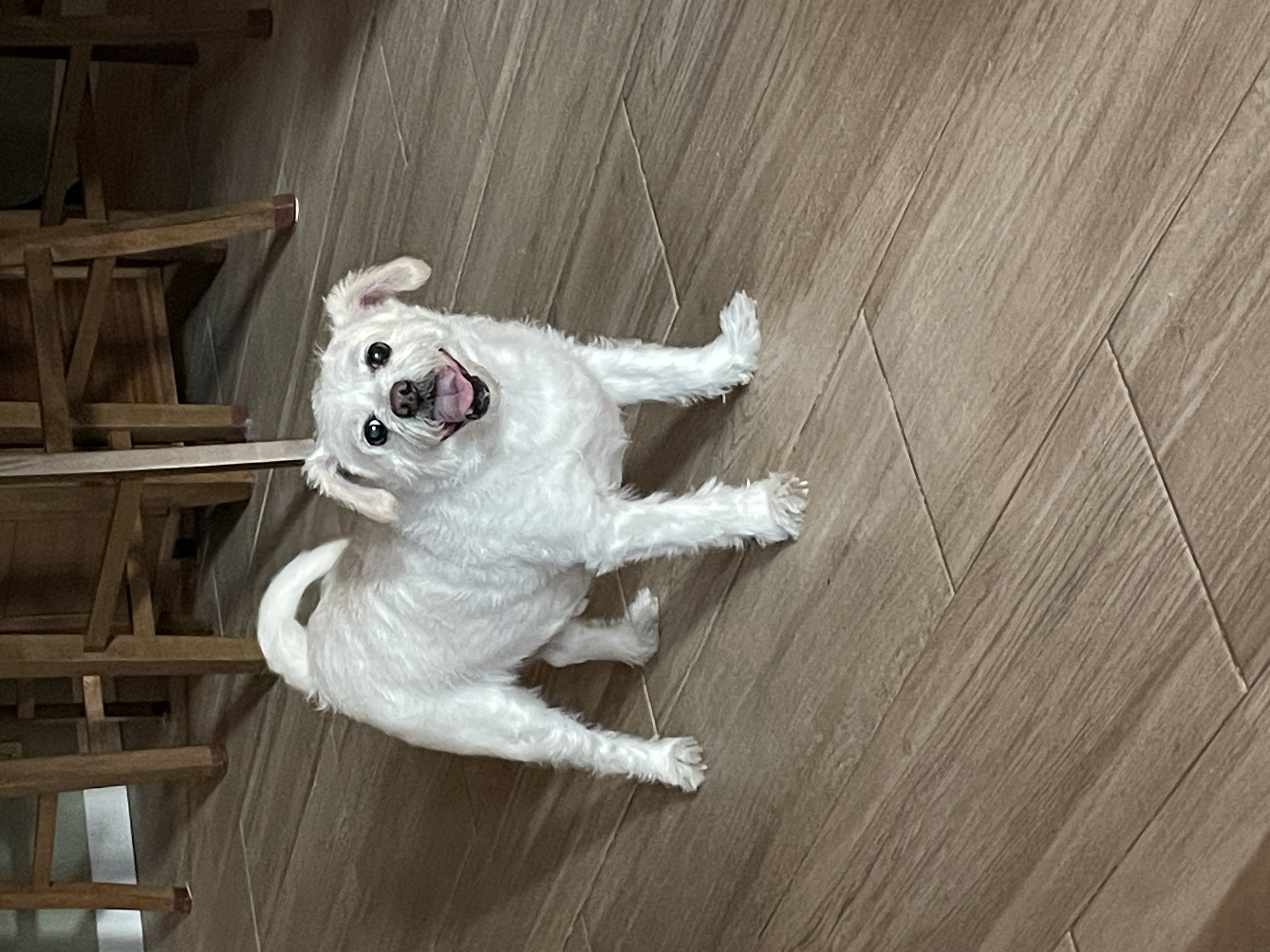 Pet Photography 3