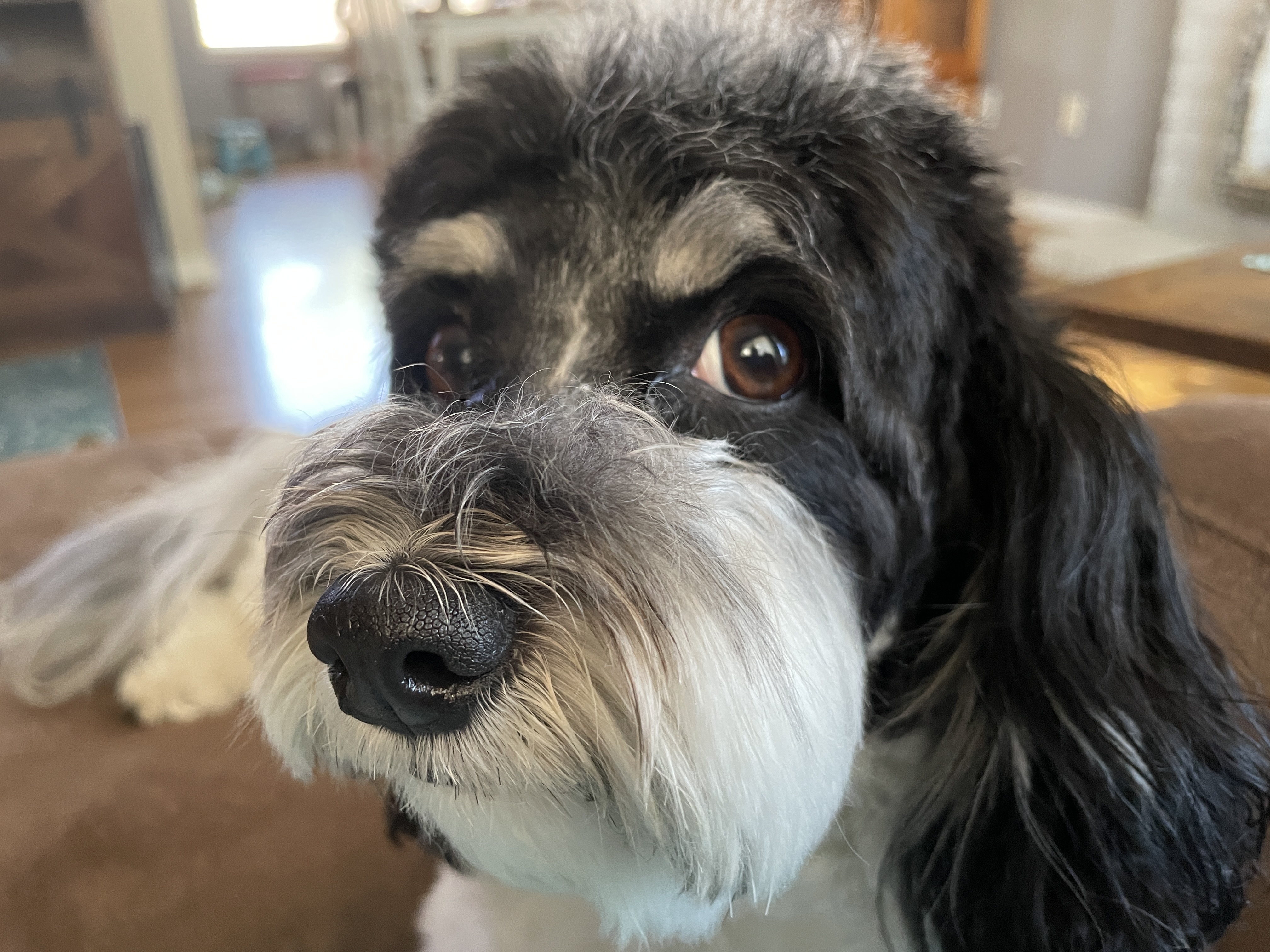 Pet Photography 4