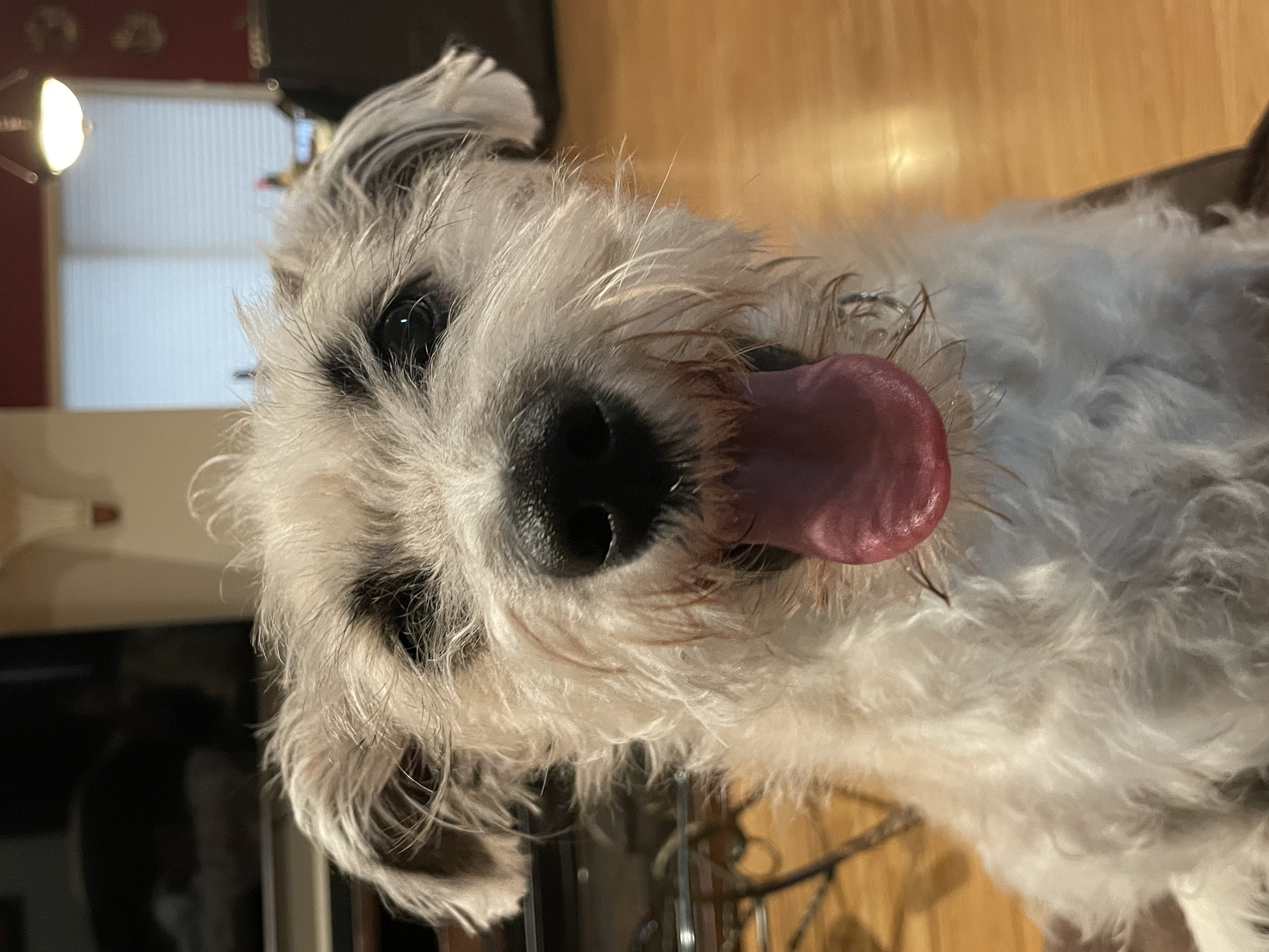 Pet Photography 5