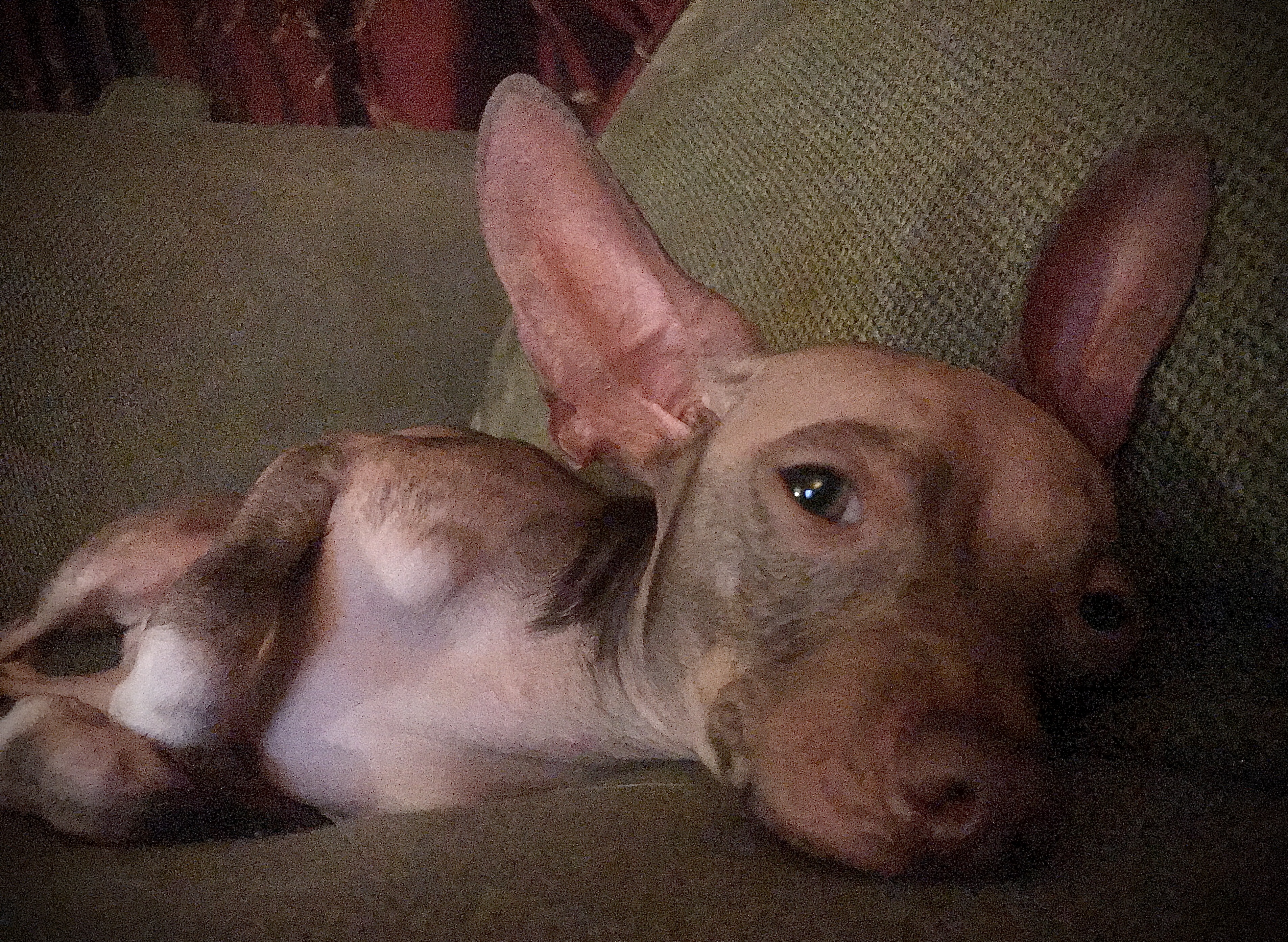 Pet Photography 6
