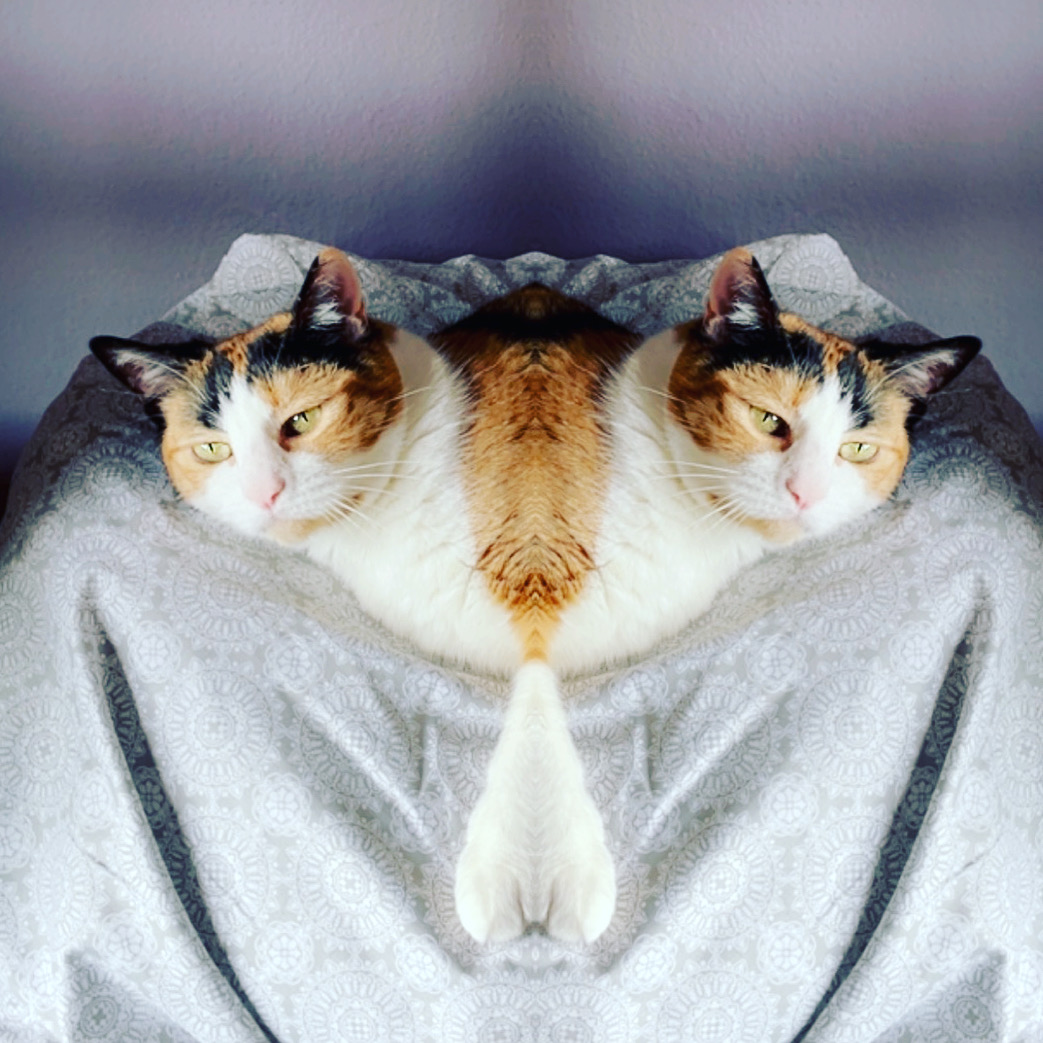 Pet Photography 7
