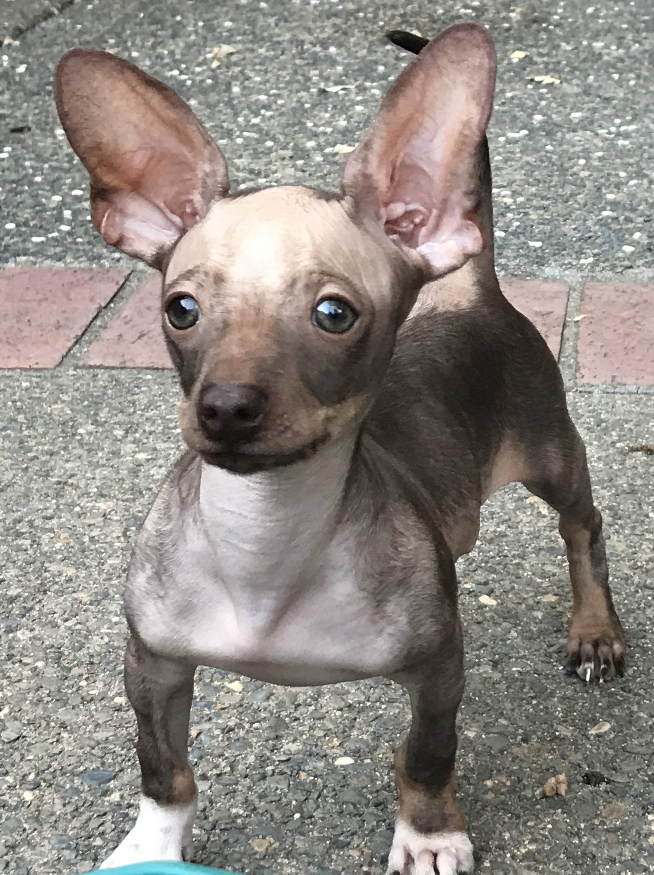 Pet Photography 9